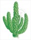 T-Shirt Cactus