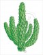 T-Shirt Large Neck Cactus