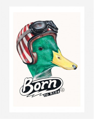Poster Duck Rider