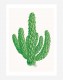 Poster Cactus