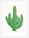Poster Cactus